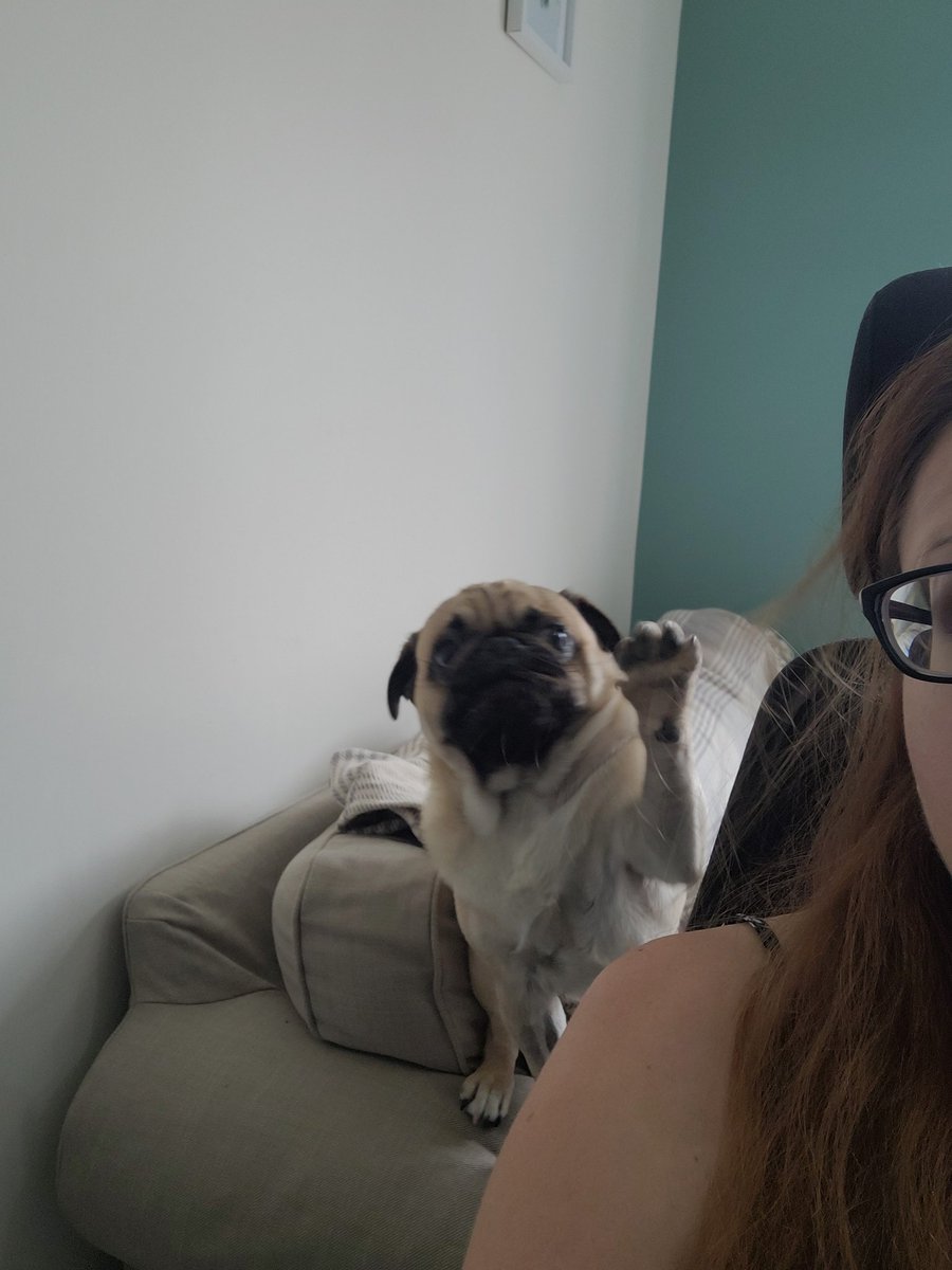 cooperbecky09's tweet image. My earlier Teams call, so glad I had the camera turned off! My hair must be tasty! #puglife #workingfromhome #teamscall