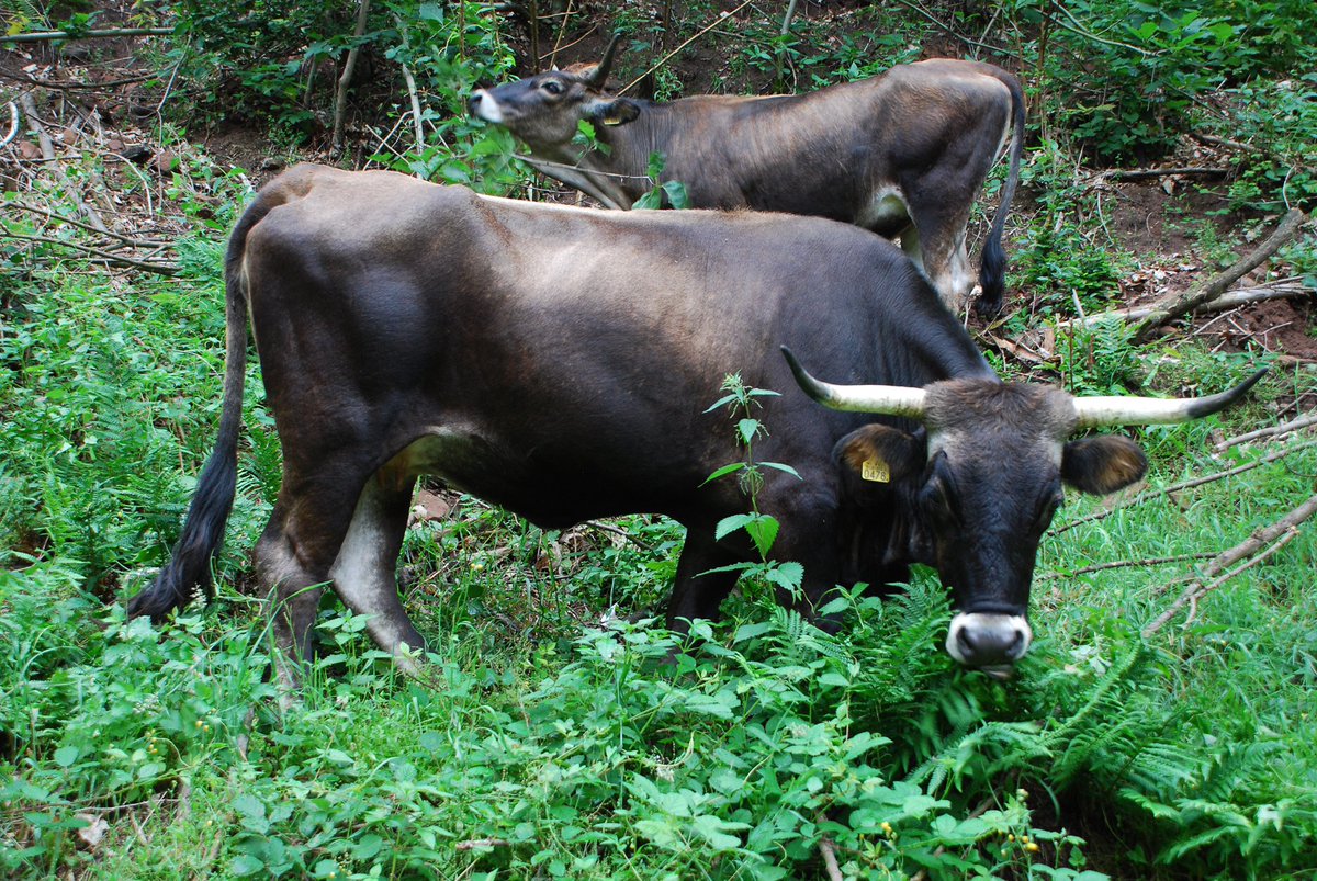Auerrind Projekt tweet media