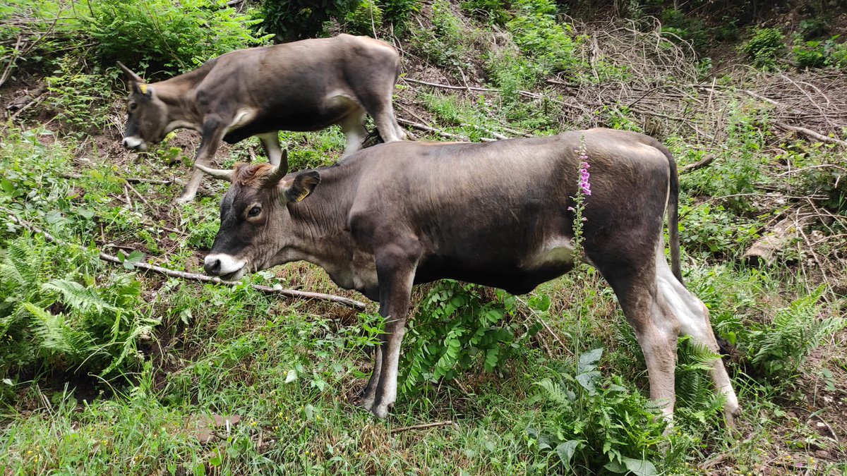 Auerrind Projekt tweet media