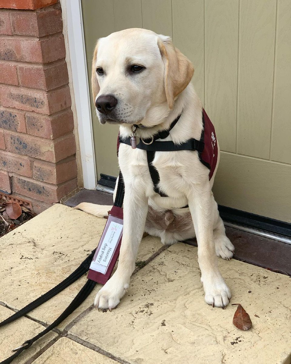 HearingDogs's tweet photo. Huge congratulations to Pluto, who is now the very proud owner of a burgundy training jacket after passing the second stage of his hearing dog training 🥳❤️

The next part of Pluto's training will see him visit public places such as shops and cafes 🐶 https://t.co/uFt7G8C1ba