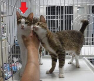 大至急です❗️
期限明日7月16日⏳延長なし‼️
6月16日萩市で保護の3匹の♀🐈さんを救って下さる里親さん預かりさん近隣ボランティアさん大至急‼️ご連絡お願い致します🙇‍♂️🙇‍♂️🙇‍♂️
萩健康福祉センター📞０８３８ー２５ー２６６５
#迷い猫 #迷子猫 #保護猫 #収容猫 #キジトラ #キジ白 #山口県 #萩市 #拡散希望