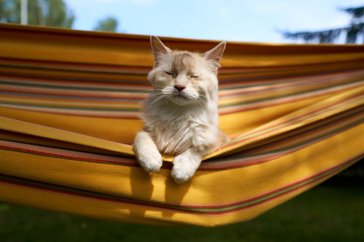 F4ttyRider's tweet photo. Enjoyng the hammock. Riippumatto on parasta. #CatsOfTwitter #somalicats #cats #cat #somppu #kissa #kissat #somalikissa #hammock  #sonya6300s #sigma16mmf14 https://t.co/au1UdpIZHs