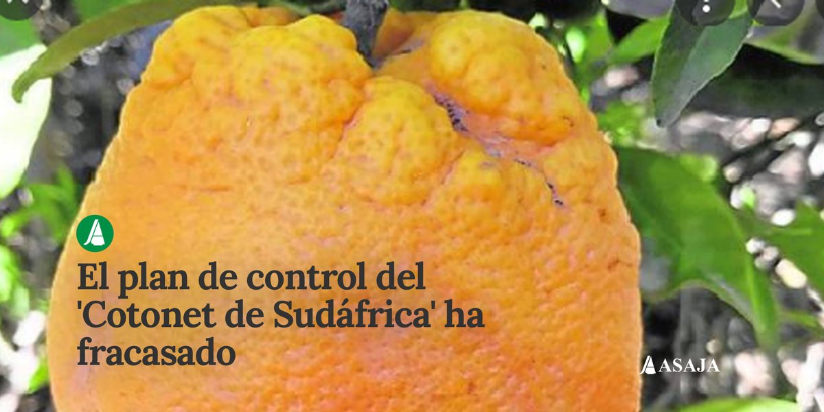 AsajaNacional's tweet photo. El '#Cotonet de Sudáfrica' avanza sin control ⚠️.
#Intercitrus denuncia que el plan de control de @mapagob ha fracasado
👀👉https://t.co/yRoba7AUNd https://t.co/PTUBhlPVUf