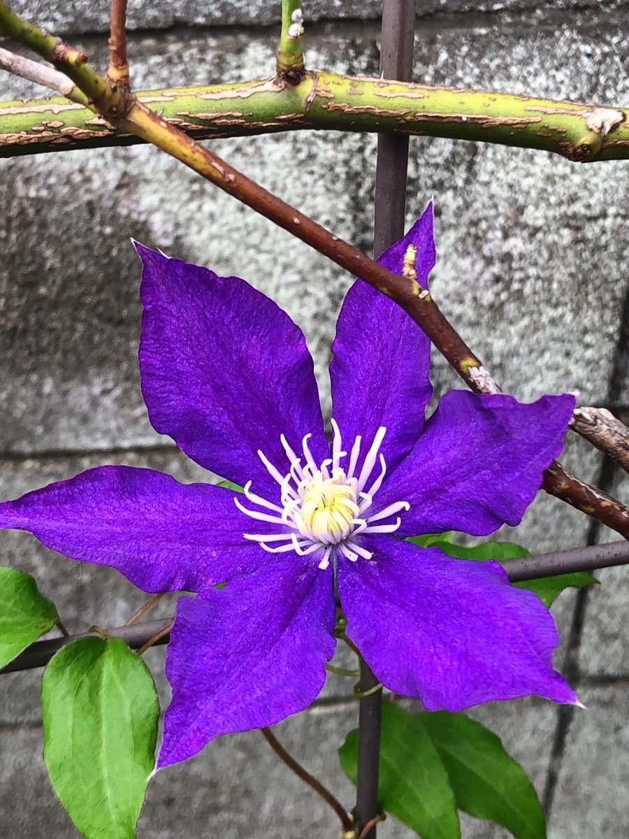 日和見菌a 梅雨明け目前だけど シトシト雨が好きらしく クレマチスとバラが咲いた イギリスっぽい天気だからね