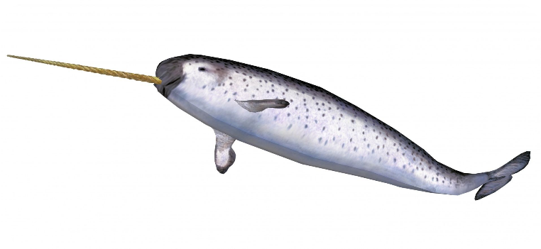 Narwhal tusks – all for show or vital sensory organs? blog.thingswedontknow.com/2021/07/why-do…