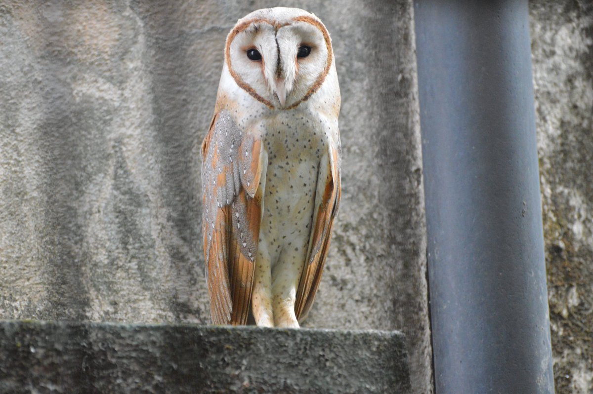 Suman01official's tweet photo. Theme : #VernacularNames of #birds from @IndiAves .My photography :  EASTERN BARN OWL(English) , Bengali Name : "LOKKHI PECHA" . Dedicated : @WorldofWilds , @DBardaloi &amp;  @_Aradhana_Singh #BirdsSeenIn2021 #wildlifephotography #ThePhotoHour #NaturePhotography #adventure #IndiAves https://t.co/GvtMdWUEke