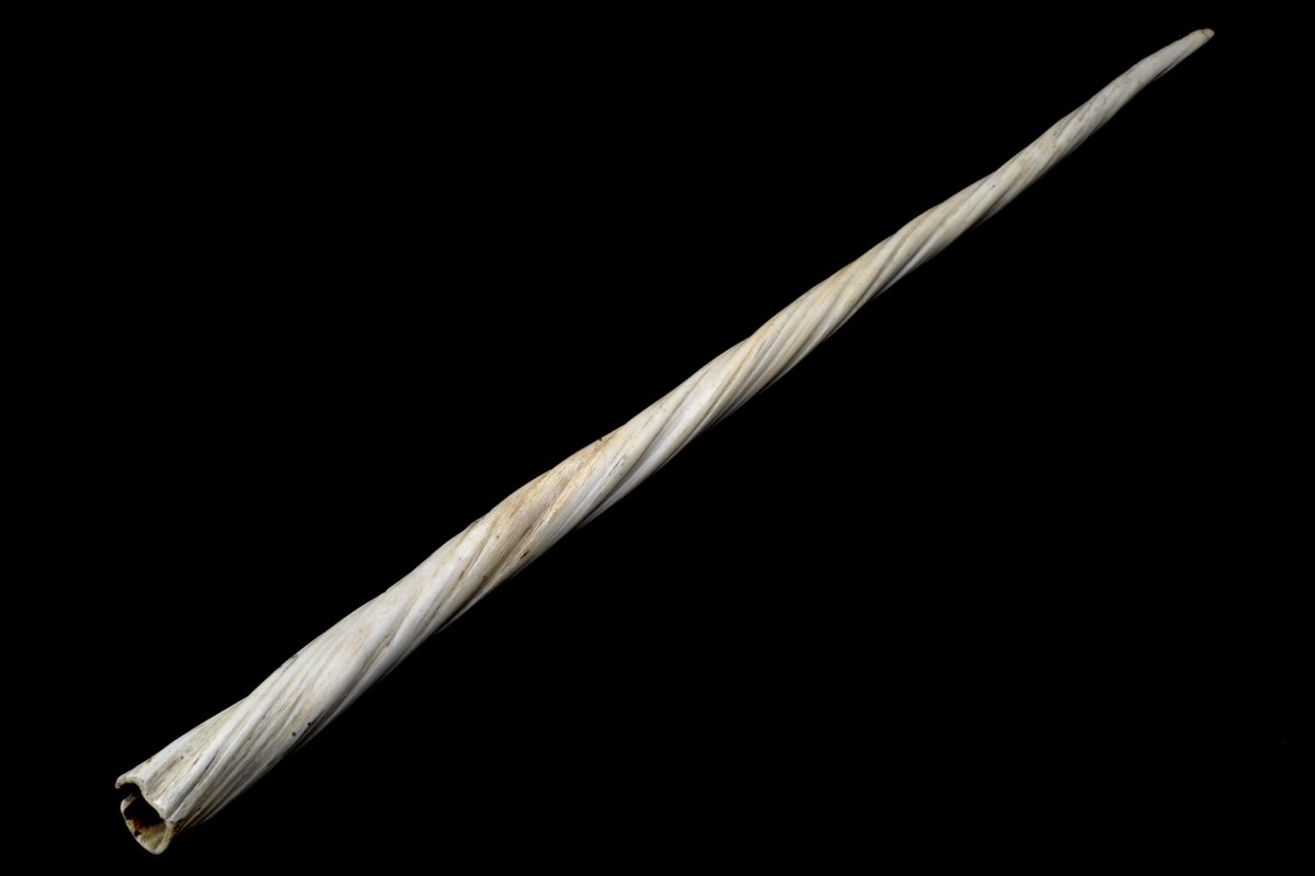 Scientists think narwhal tusks may sense changes in pressure, salinity and water chemistry! Some preliminary data supports… blog.thingswedontknow.com/2021/07/why-do…