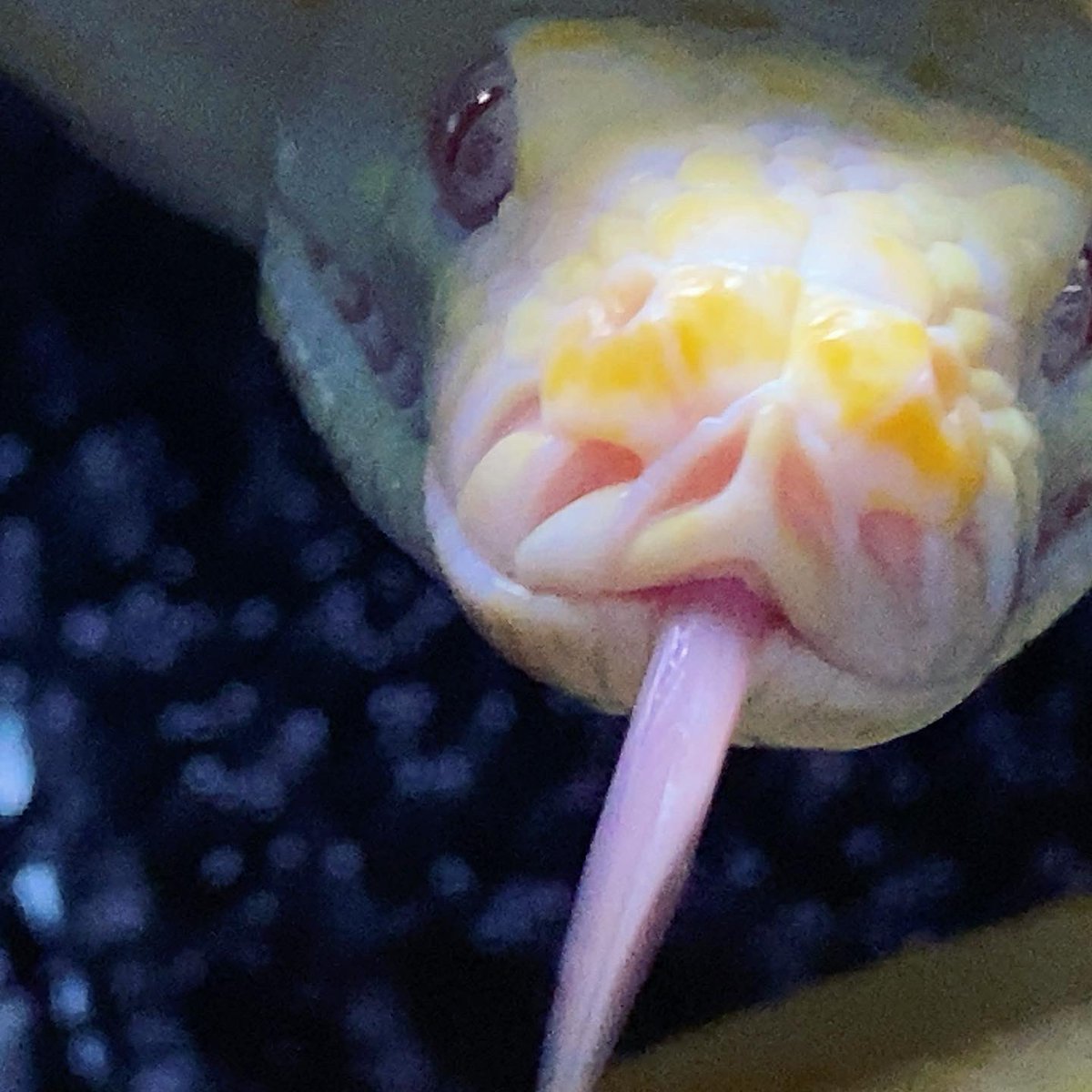 habaero946's tweet image. アルビノカーペットパイソン^_^綺麗かもw

#diamondpython 
#Inlandcarpetpython
#Ballpython
#Whitelippedpython
#bloodpython 
#AngolanPython
#greentreepython