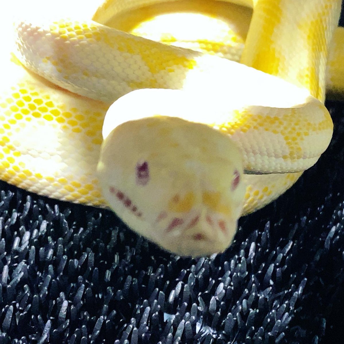 habaero946's tweet image. アルビノカーペットパイソン^_^綺麗かもw

#diamondpython 
#Inlandcarpetpython
#Ballpython
#Whitelippedpython
#bloodpython 
#AngolanPython
#greentreepython