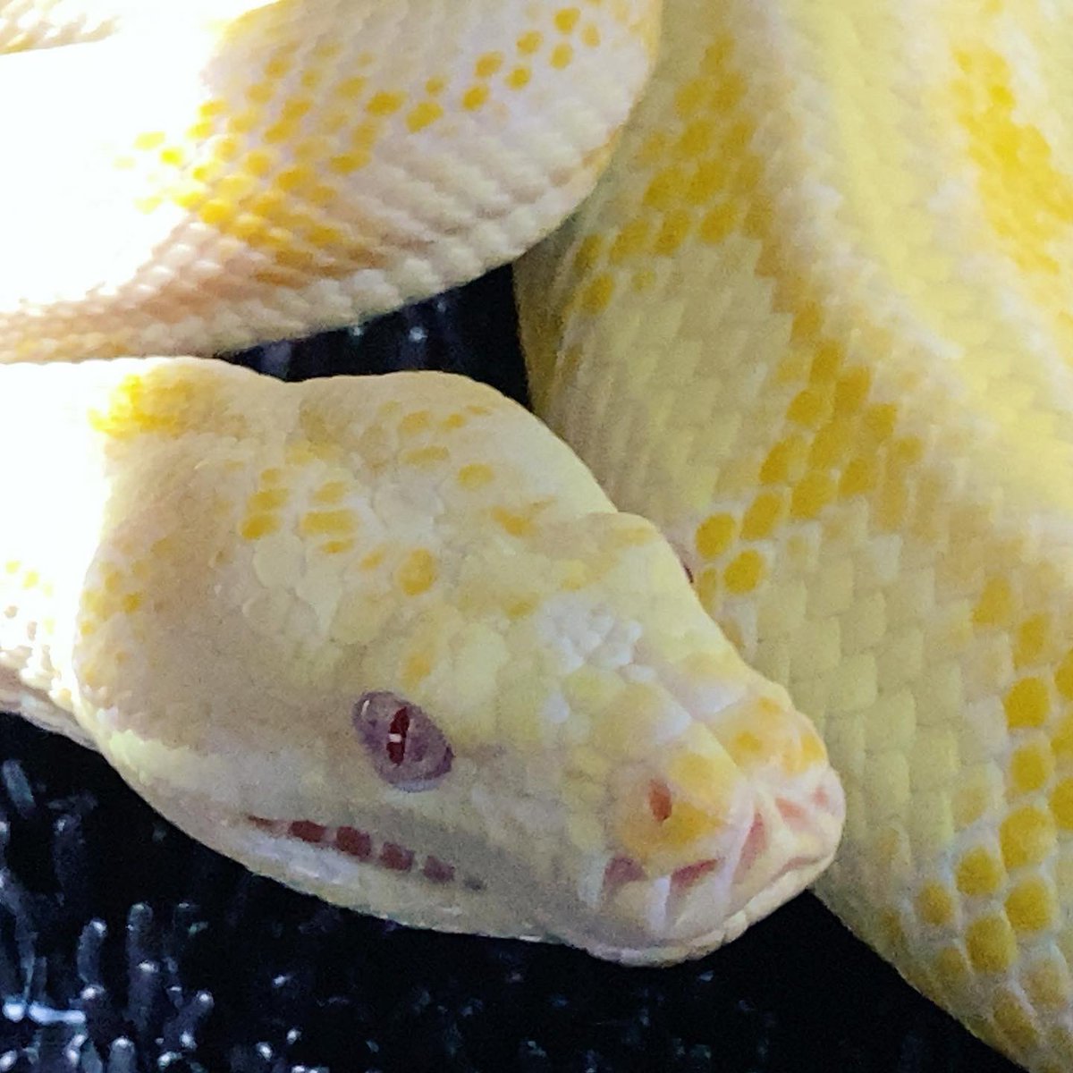 habaero946's tweet image. アルビノカーペットパイソン^_^綺麗かもw

#diamondpython 
#Inlandcarpetpython
#Ballpython
#Whitelippedpython
#bloodpython 
#AngolanPython
#greentreepython