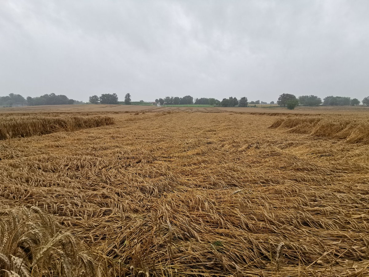 PuglieseAlexis1's tweet photo. C'est la cata☹️
115mm en 72 heures, 175 depuis le début du mois 😭😭😭
@SergeZaka #meteo #cereal #pluie #tempdemerde #CeuxQuiFontLaViande #Eleveurs #FierDeMonMetier #FrAgTw #Elevage #FNP https://t.co/6S6Q8DRhG1