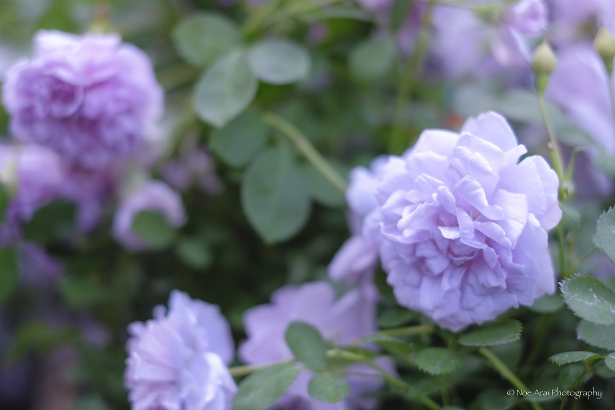 美しい少女 Twitter Search