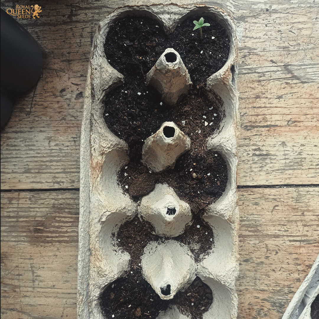 royalqueenseeds's tweet photo. Do you think this is a good idea to germinate your #cannabis seeds?

Leave your thoughts in the comments below👇 https://t.co/cZu9KqXm6i