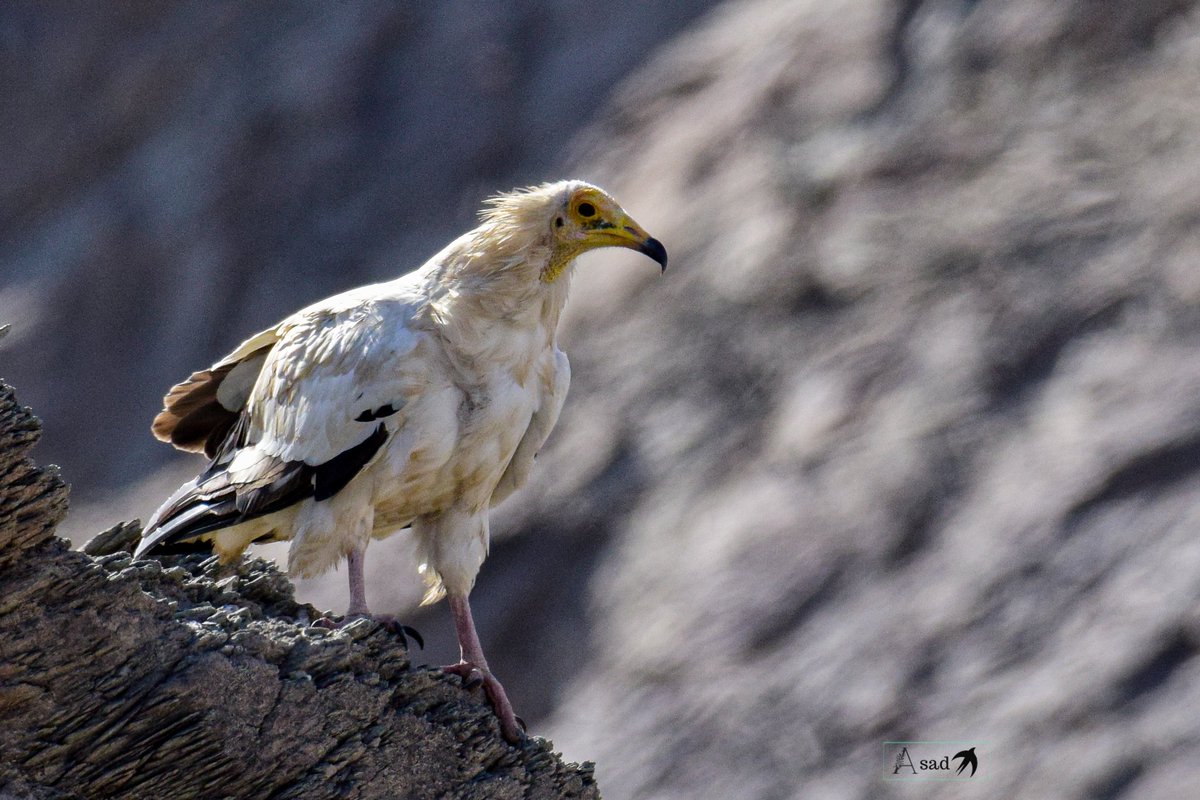 HumayoonAsad's tweet photo. Egyptian Vulture as सफेद गिद्ध in Hindi also known as white scavenger vulture or pharaoh"s chicken currently endangered species as per IUCN. 
#VernacularNames theme by #IndiAves 
#ThePhotoHour 
#BBCWildlifePOTD 
#TwitterNatureCommunity 
@Avibase https://t.co/bOcEEKYNZs
