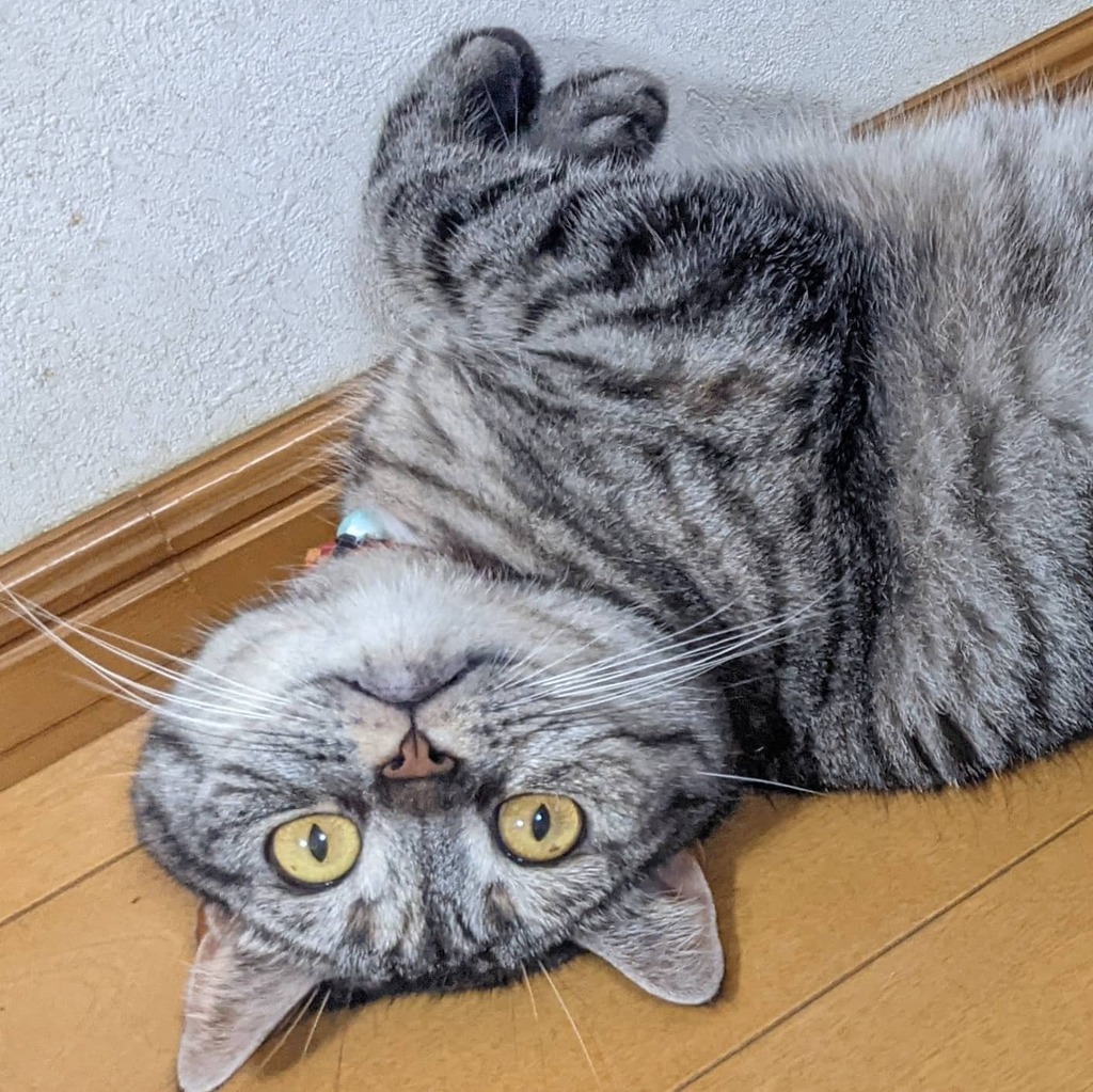 catnap707's tweet photo. 今日も一日お疲れちゃん

#猫 #ネコ #ねこ #ねこ部 #マンチカン #マンチカン部 #猫好きさんと繋がりたい #猫のいる暮らし #ネッコ #cat #kot #gato #katze  #chat #gatto #miao #yaong  #кошка #Мяу #munchkin #고양이 https://t.co/F8IFv0h8Ek https://t.co/ZaZD4Bbf1L