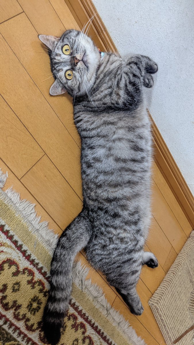 catnap707's tweet photo. 元画像です。

#猫 #ネコ #ねこ #ねこ部 #マンチカン #マンチカン部 #猫好きさんと繋がりたい #猫のいる暮らし #ネッコ #cat #kot #gato #katze  #chat #gatto #miao #yaong  #кошка #Мяу #munchkin #고양이 https://t.co/HLl45GsqgP