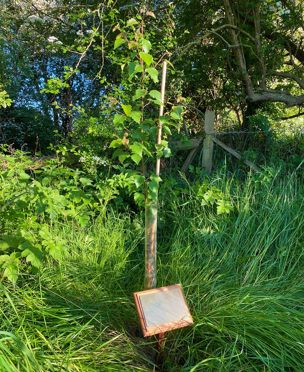 Co-Treetment tweet media