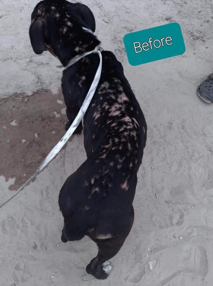 errndf's tweet image. Howie when we first brought him into the rescue and now! We love our babies #ThrowAwayRescue #NotAChanceMange