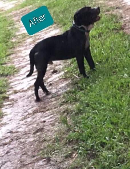 errndf's tweet image. Howie when we first brought him into the rescue and now! We love our babies #ThrowAwayRescue #NotAChanceMange