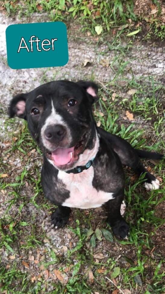 errndf's tweet image. Howie when we first brought him into the rescue and now! We love our babies #ThrowAwayRescue #NotAChanceMange