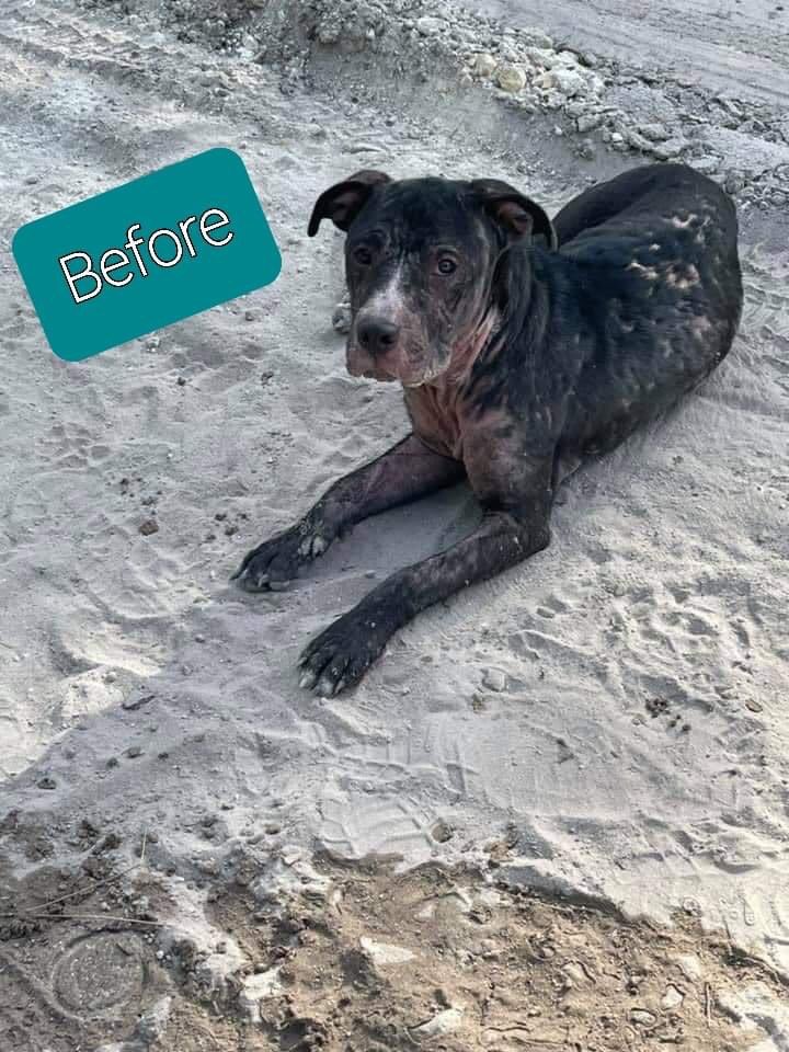 errndf's tweet image. Howie when we first brought him into the rescue and now! We love our babies #ThrowAwayRescue #NotAChanceMange