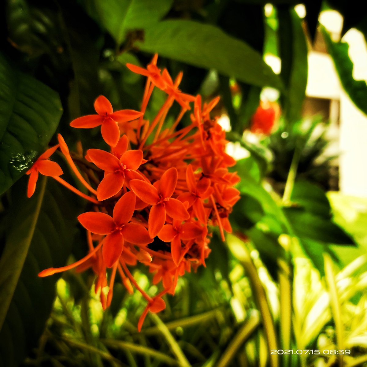 Today's nature click....❣️

#NaturePhotography #naturelovers #Flowers #mobilephoto #photography <a href="/Canon/">キヤノン株式会社 / Canon Inc.</a> <a href="/NikonIn/">nikorasu.yoko</a>