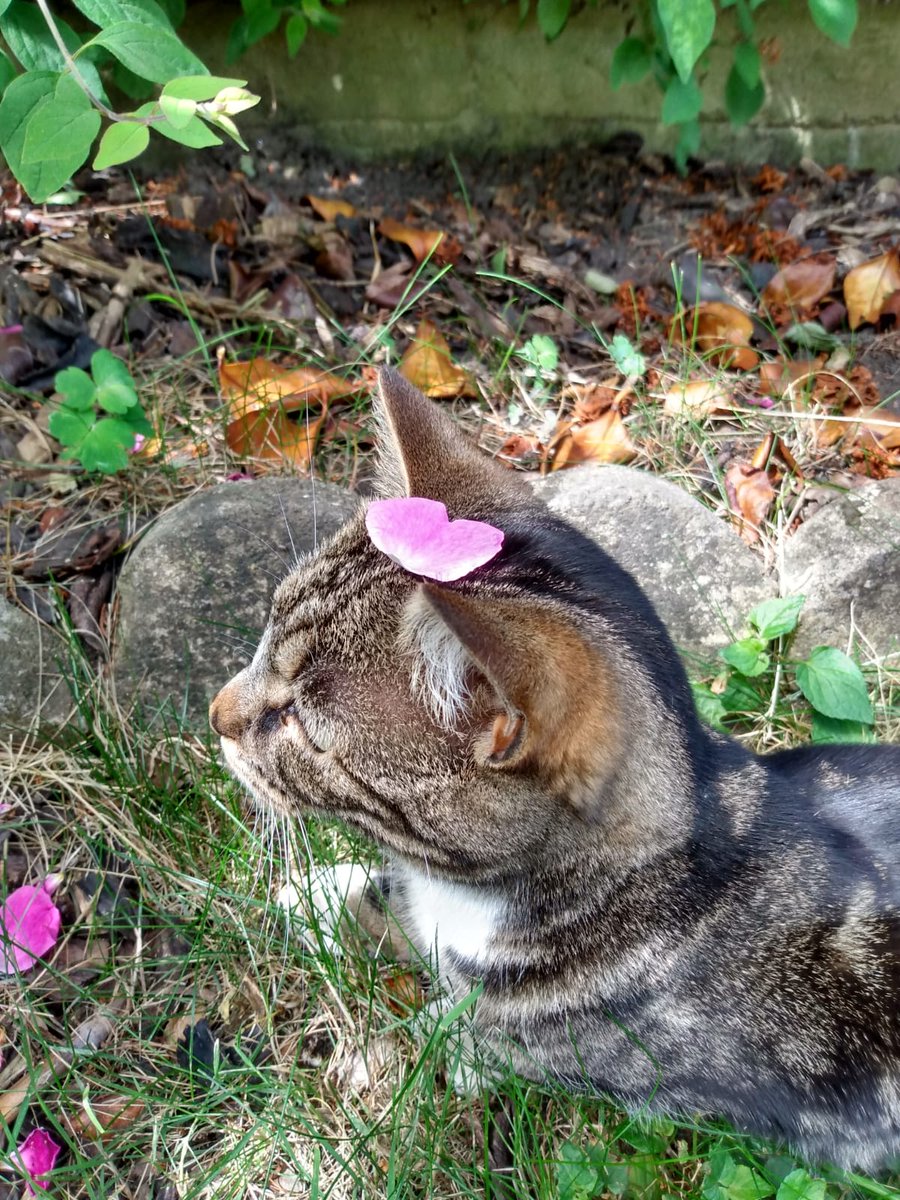 catmometer's tweet image. Sunny, hot!