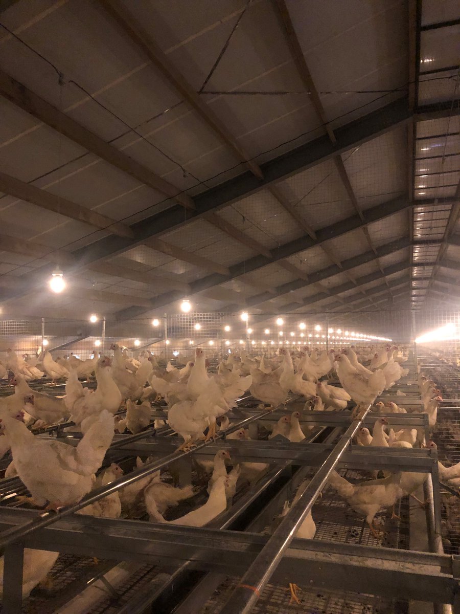 Weer een pluimveehouder blij gemaakt met een nieuwe koppel hennen!👌🐓