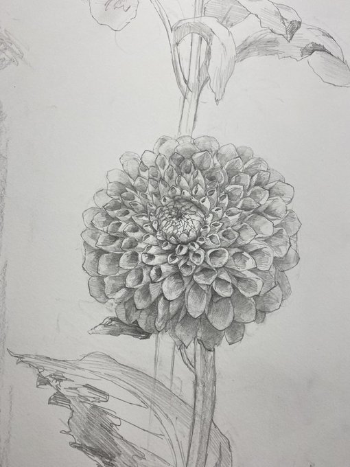 ダリア 高画質 のtwitterイラスト検索結果 古い順