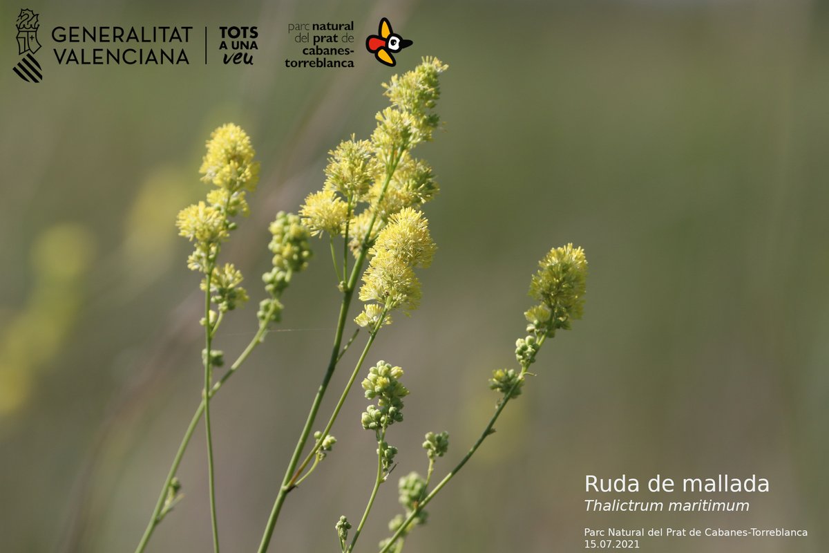 🌾#Sabiesque... la ruda de mallada és un endemisme valencià 💚Només es coneixen 4⃣ poblacions i la més important (95% del total d’exemplars contabilitzats) és al #PNPratCabanesTorreblanca 

😍Ara està en floració🌸🌸🌸