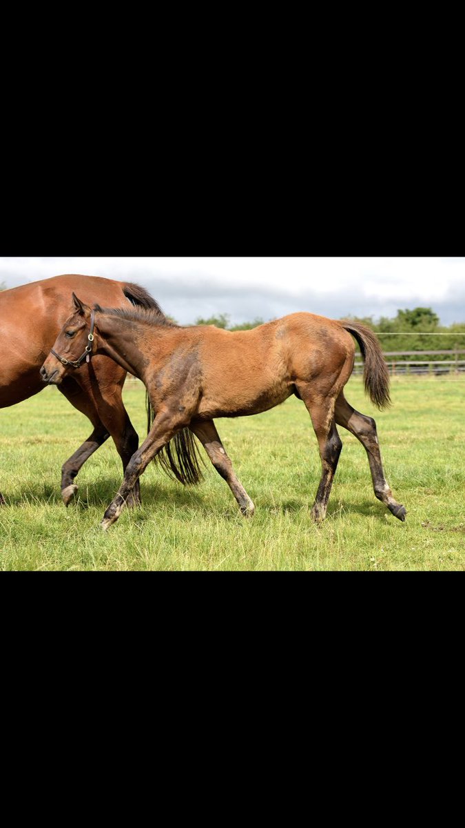 Linden Bloodstock (@lindenhouse2007) on Twitter photo 👀Below is our <a href="/DarleyEurope/">Darley in Europe</a> #ShamardalQueen Dorraar & her 3rd foal on the ground by <a href="/YeomanstownStud/">Yeomanstown Stud</a> #DarkAngel & what a cracker he is💥H/B to #FarAbove <a href="/CompasStallions/">CompasStallions</a> & ‘20 #DawnApproach Colt purchased by <a href="/AvenueBstock/">AvenueBloodstock 🇺🇦</a> <a href="/Goffs1866/">Goffs</a> <a href="/AllyMurphy3/">Ally Murphy</a> <a href="/StaceyR99880292/">Stacey Ryan</a> 👀Below is our <a href="/DarleyEurope/">Darley in Europe</a> #ShamardalQueen Dorraar & her 3rd foal on the ground by <a href="/YeomanstownStud/">Yeomanstown Stud</a> #DarkAngel & what a cracker he is💥H/B to #FarAbove <a href="/CompasStallions/">CompasStallions</a> & ‘20 #DawnApproach Colt purchased by <a href="/AvenueBstock/">AvenueBloodstock 🇺🇦</a> <a href="/Goffs1866/">Goffs</a> <a href="/AllyMurphy3/">Ally Murphy</a> <a href="/StaceyR99880292/">Stacey Ryan</a>