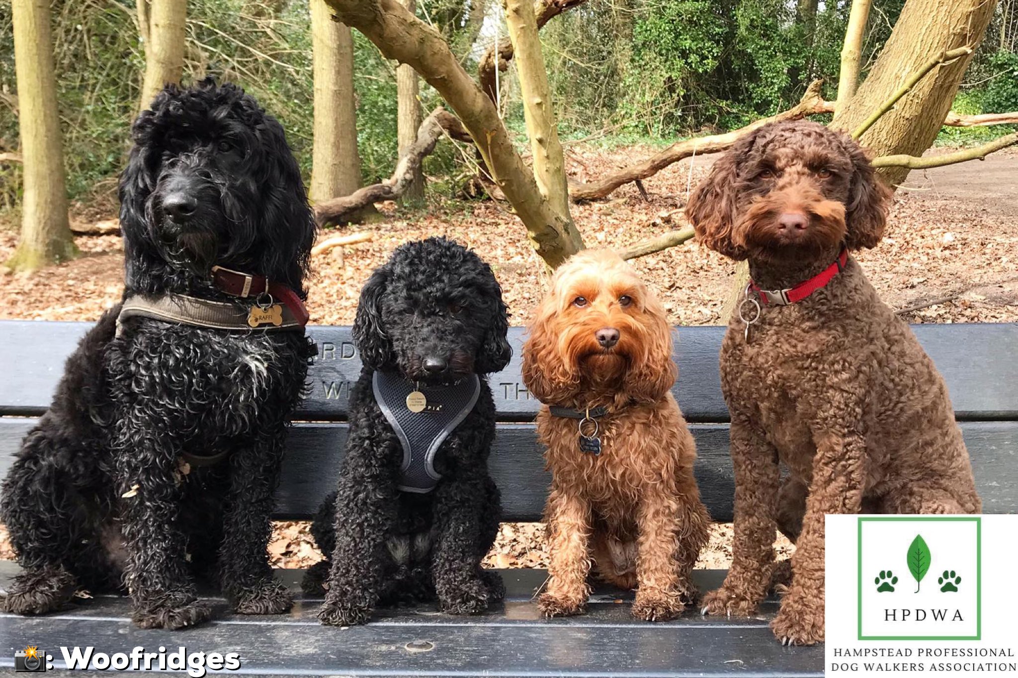 Hampstead Professional Dog Walkers Association on Twitter " Help us