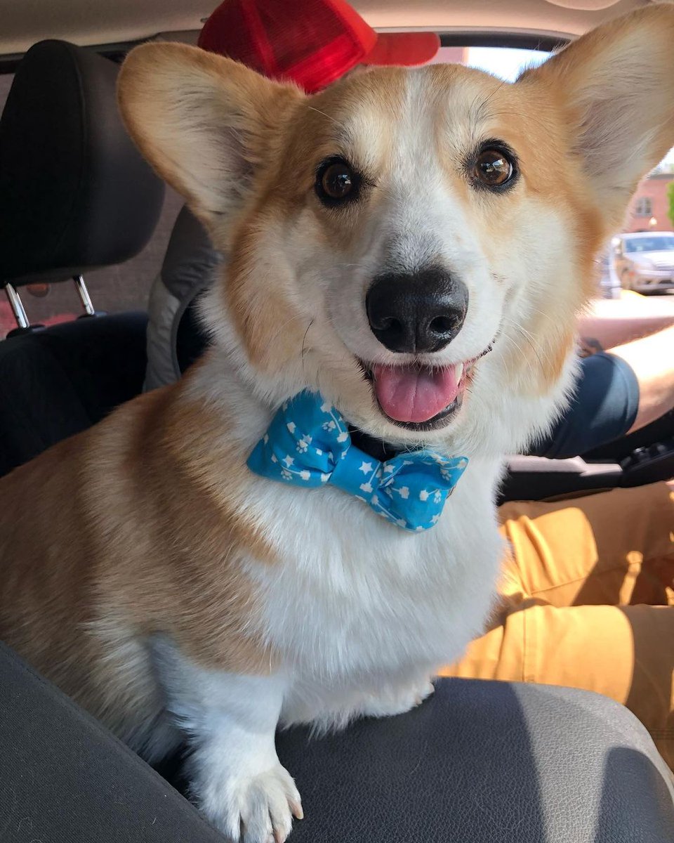 CommunityCorgi's tweet image. Do you love Corgi Dog?🤩
Who love this?🥺
Follow us👉 for more content! 😻🥰
 
❤️Double tap⁣❤️
_
_
#CorgiCrew #Corgi #corgiofTwitter