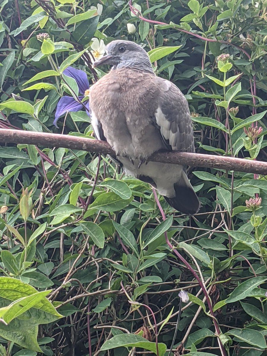 Do you ever get the feeling something or someone is watching you... ?! #nature #NaturePhotography  #birds #pigeon #GardenersWorld  loving the little bean stick seat, provided by one lady gardener.
