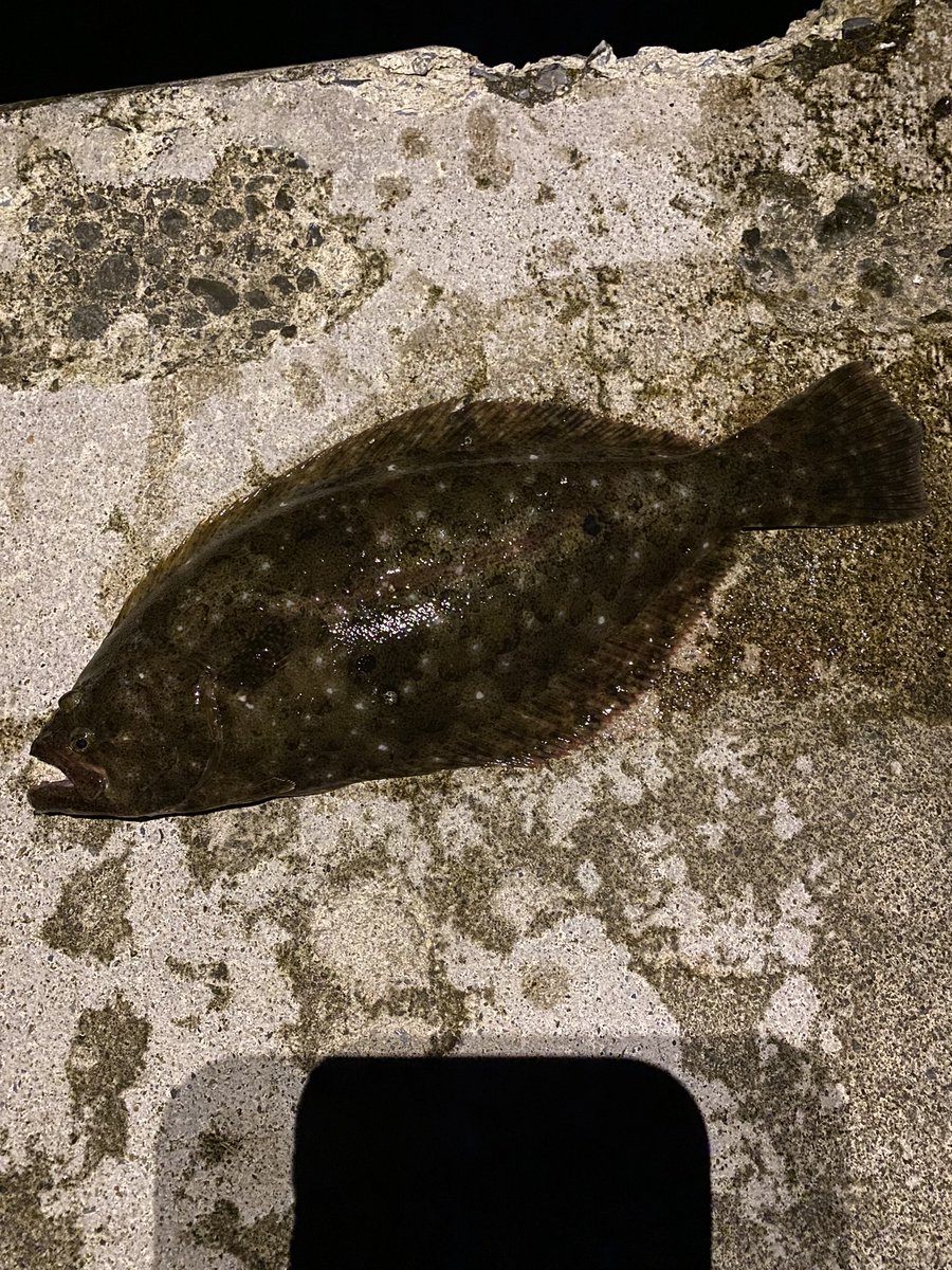ナオキ ヒラメ狙いでソゲ38 ハウルでイカ釣れた ヒラメ ハウル ソゲ ナオキ ヒラメ狙いでソゲ38 ハウルでイカ釣れた ヒラメ ハウル ソゲ