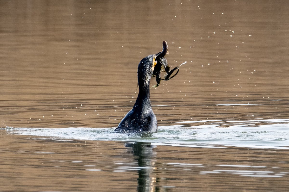 Tim Chambers tweet media