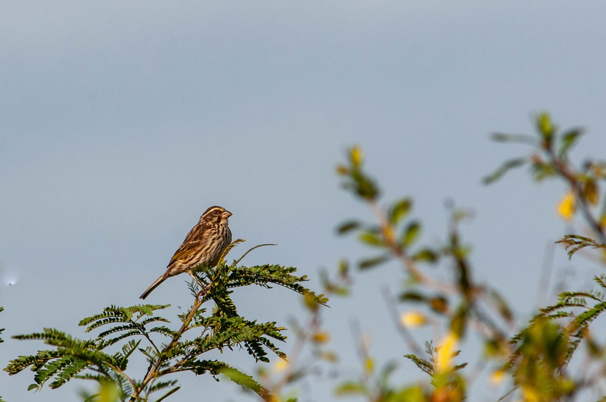 Birds Of Rongai 

1. Grey-headed Kingfisher
2. House Sparrow
3. Northern Pied Babbler
4. Streaky Seedeater

#BirdsOfRongai #Birding #Birds #Birding #BirdingTherapy #BirdsSeenIn2021 #BirdWatching #Rongai