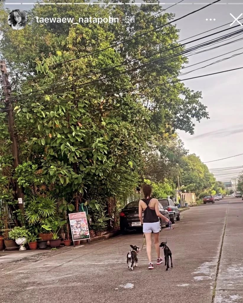 ตั้งแต่จูงหมา ก็พยายามพรีเซ้นว่าเสี่ยงต่ำ กักตัวเว้นระยะก็พอ สานักนะ #แต้วณฐพร