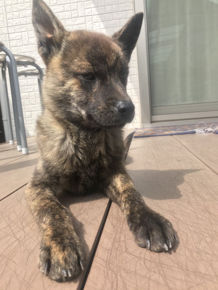 cUJTjYgArm6tOvu's tweet photo. 急にすみません
本日、家の甲斐犬が盗まれました。
赤虎毛、8ヶ月。家で飼っていた為首輪はついておらず、挙げ句の果てにマイクロチップも入ってません。警察や保健所にも提出済みですが詳細は無し本当に悲しみと怒りです。返して頂ければ許します。見かけましたら至急連絡お願い致します。#拡散希望 https://t.co/yZPXQG91rj