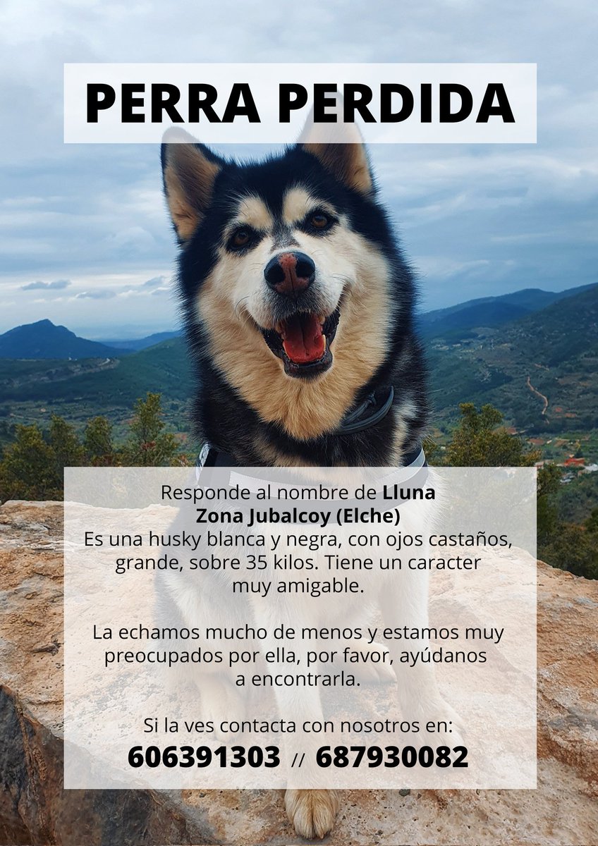 🆘📢🙏 #PERDIDA
#Lluna no sirve para criar. Está castrada.
Con chip.
Por favor su familia Solo quiere que vuelva sana y salva a casa, a toda costa.
Difunde ayuda a que vuelva con su familia🙏📢🆘