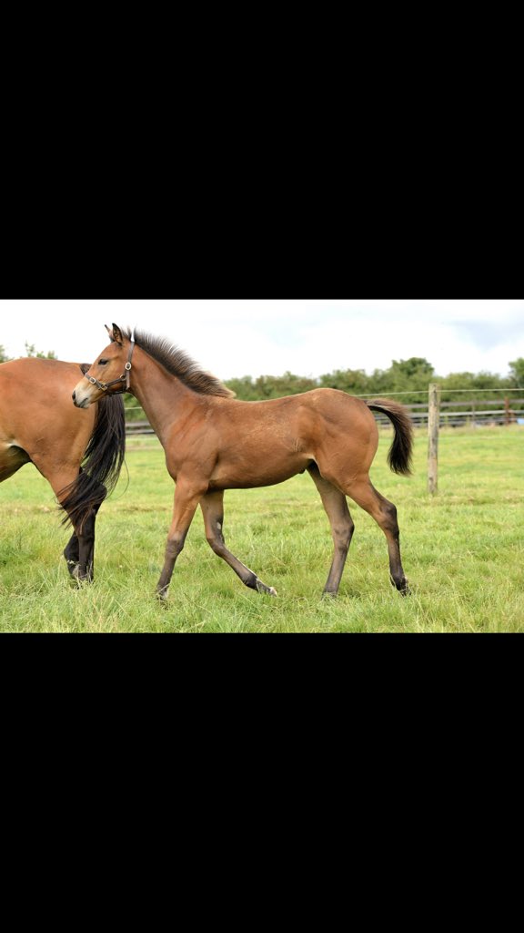 Linden Bloodstock (@lindenhouse2007) on Twitter photo 👀Below is our very well related winning #Galileo granddaughter Mearu from a beautiful #GiantsCauseway sire line. H/S to listed winner #Cimeara #SunBloodstock & group performer #FiscalRules with her <a href="/YeomanstownStud/">Yeomanstown Stud</a> #InvincibleArmy filly <a href="/Goffs1866/">Goffs</a> <a href="/AllyMurphy3/">Ally Murphy</a> <a href="/StaceyR99880292/">Stacey Ryan</a> 👀Below is our very well related winning #Galileo granddaughter Mearu from a beautiful #GiantsCauseway sire line. H/S to listed winner #Cimeara #SunBloodstock & group performer #FiscalRules with her <a href="/YeomanstownStud/">Yeomanstown Stud</a> #InvincibleArmy filly <a href="/Goffs1866/">Goffs</a> <a href="/AllyMurphy3/">Ally Murphy</a> <a href="/StaceyR99880292/">Stacey Ryan</a>