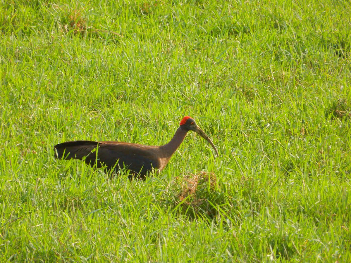nisharai_ggc's tweet photo. Here is another Entry for #VernacularNames by #IndiAves 
In Hindi - काला बाज़ा (Indian black ibis) OR लाल-डब बाज़ा (Red-naped ibis) 
मोरकुंच , करांकुल  
Marathi:काळा शराटी, काळा कंकर 
Sanskrit- कृष्ण आटि, रक्तशीर्ष आटि 
 #TwitterNatureCommunity #Birdwatching  #birdphotography https://t.co/dmIA930etW