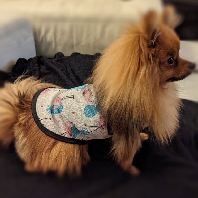 MSakiizu's tweet photo. 抜け毛防止や虫除け対策にぴったりなタンクトップ！薄手なのでわんちゃんも快適💕明るい黄色のパイナップル柄と落ち着いたフラミンゴ柄から選べます！
https://t.co/WSZIdFfqTx
#犬 #犬服 #犬タンクトップ #犬夏服 ＃犬服防虫 https://t.co/En0BsggnKb