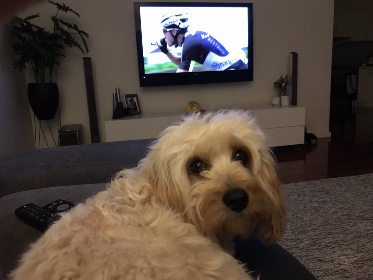 jackxr6's tweet image. Milly the Cavoodle - regular member of le Tour Couch Peloton #couchpeloton
