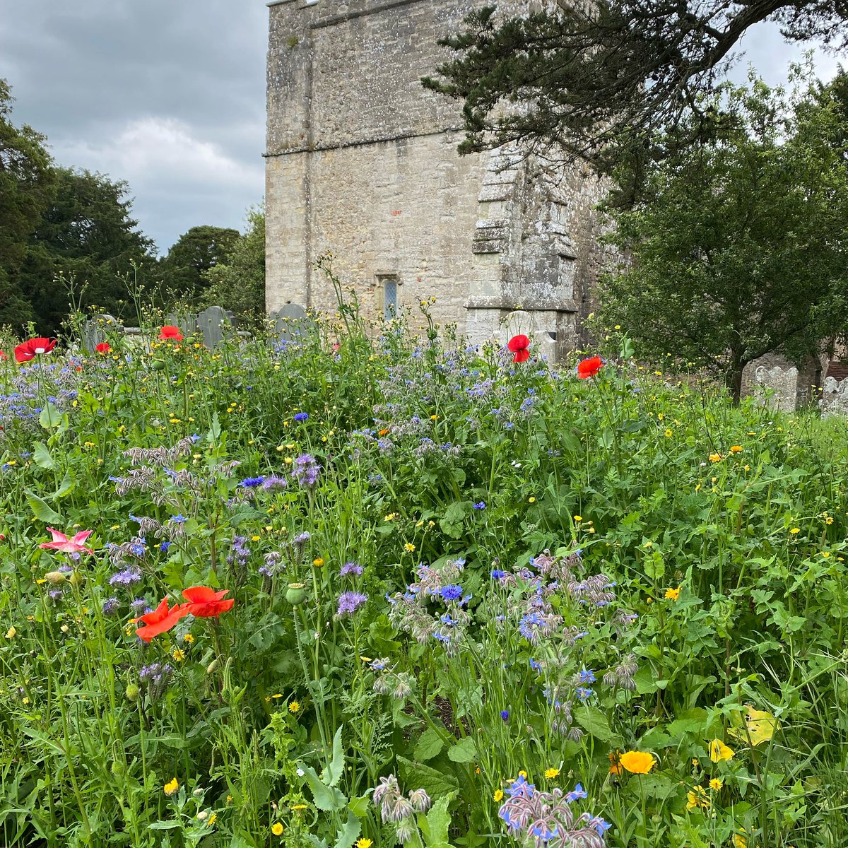 rogersanders's tweet image. Wild flowers looking spectacular next to my parents final resting place #Shalfleet #IsleofWight