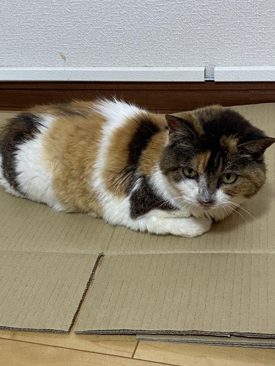 Animal69Support's tweet photo. <拡散希望>
高齢猫ちゃんの里親さん募集
メス猫
推定10〜15年歳
体重3kg
6月に保護
尿検査、糞便、血液検査OK
元飼い猫かも?
人懐っこい
逗子で保護
その時はガリガリでした
余生を幸せに暮らしてほしいです
御興味がある方はメッセを下さい
情報拡散だけでもお願い致します
#AnimalRockSupport https://t.co/V1nxihry0V