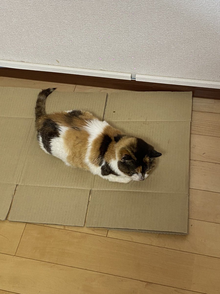 Animal69Support's tweet photo. <拡散希望>
高齢猫ちゃんの里親さん募集
メス猫
推定10〜15年歳
体重3kg
6月に保護
尿検査、糞便、血液検査OK
元飼い猫かも?
人懐っこい
逗子で保護
その時はガリガリでした
余生を幸せに暮らしてほしいです
御興味がある方はメッセを下さい
情報拡散だけでもお願い致します
#AnimalRockSupport https://t.co/V1nxihry0V