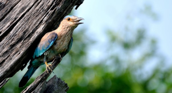 #VernacularNames  #Indiaves
IndianRoller. Hindi name- Neelkanth
#birdwatching #birds #nature #Luv4Wilds #Luv4Wilds