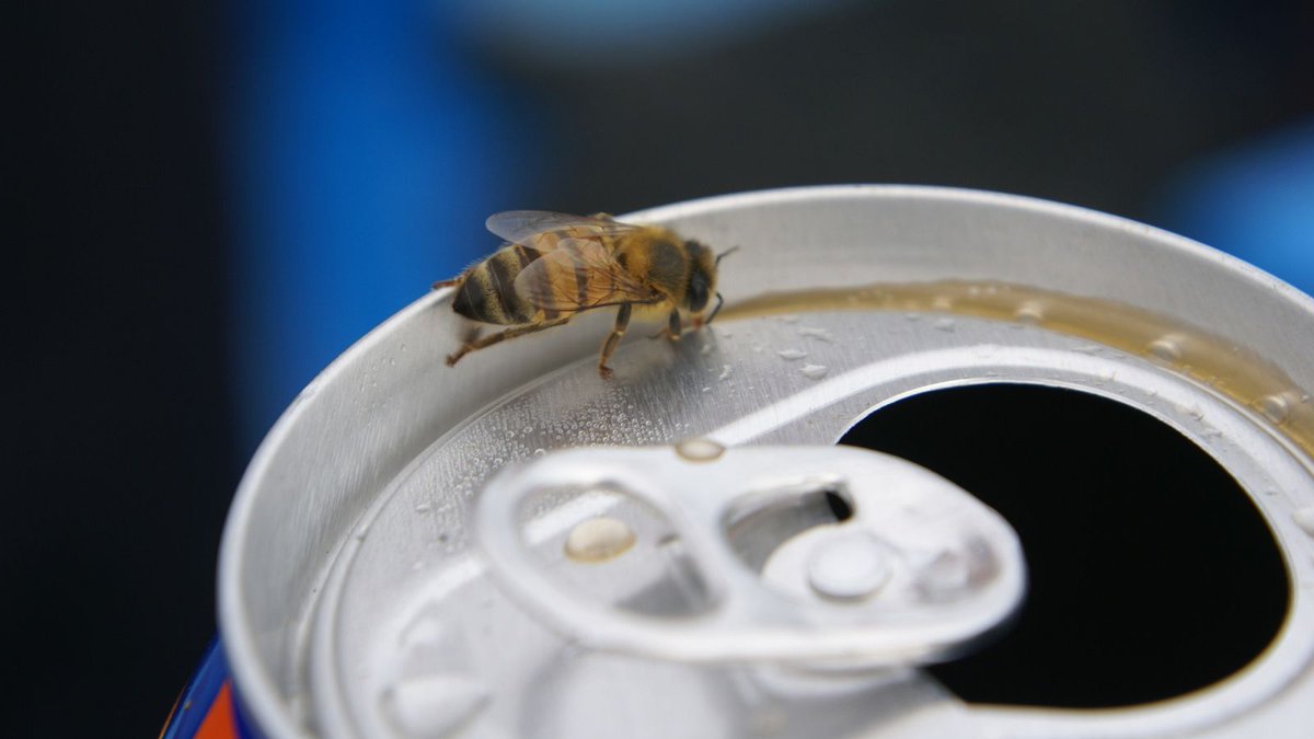 TheOnion's tweet image. Bee Wishes It Could Hang Around Open Soda Can Without Everybody Freaking Out bit.ly/3i79SpT