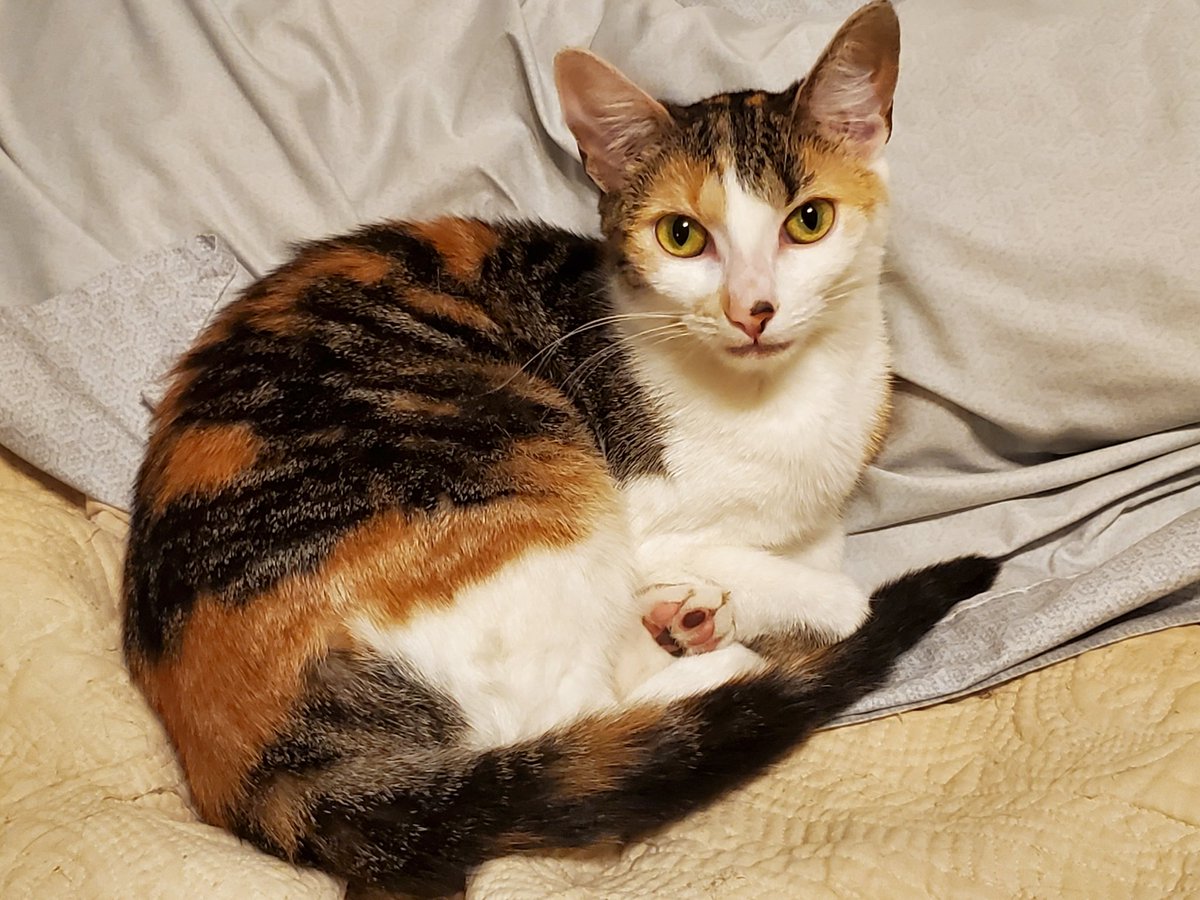 Michelle Eisenberg tweet media